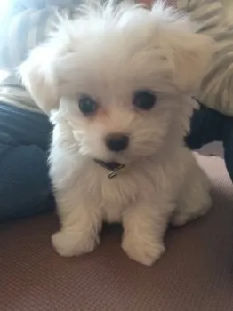 くじら 様のお迎えした子犬