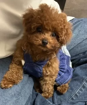 lalalove 様のお迎えした子犬