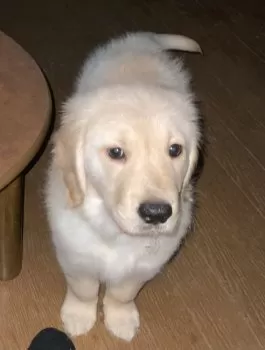 パピコママ 様のお迎えした子犬