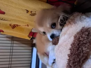 S.K 様のお迎えした子犬