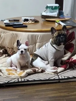 boss&u-go 様のお迎えした子犬