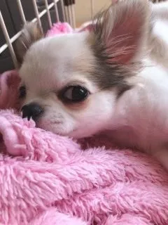 M.A 様のお迎えした子犬