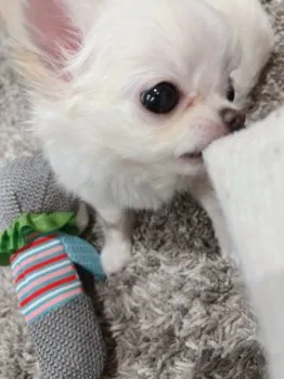 とも 様のお迎えした子犬