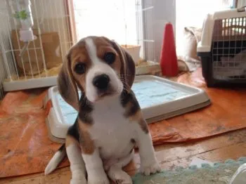 伊藤　裕之 様のお迎えした子犬