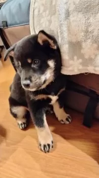 ある 様のお迎えした子犬