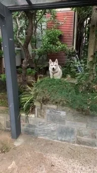 かわず 様のお迎えした子犬
