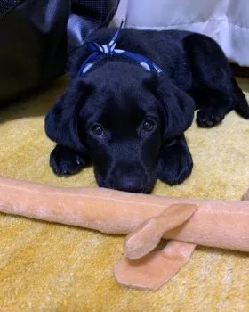 なるママ 様のお迎えした子犬