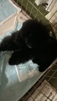 M.A 様のお迎えした子犬