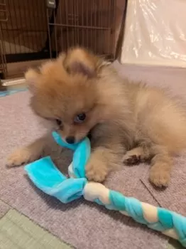 H.M 様のお迎えした子犬