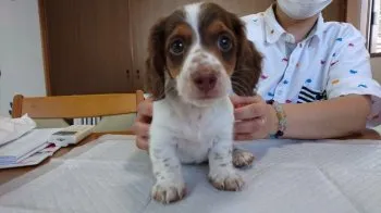 Ramruu 様のお迎えした子犬