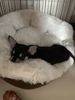 A.M 様のお迎えした子犬