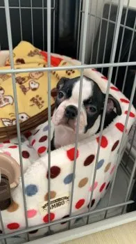 ふみ 様のお迎えした子犬