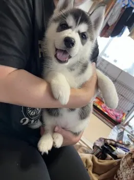 ケン 様のお迎えした子犬