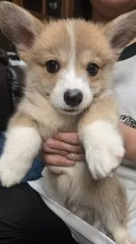 M.N 様のお迎えした子犬