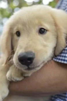 りくかいパパ 様のお迎えした子犬