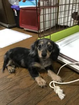 mmm 様のお迎えした子犬