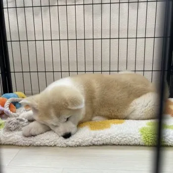 みーこ 様のお迎えした子犬