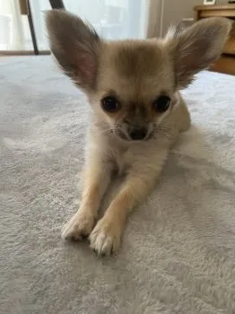 はな 様のお迎えした子犬