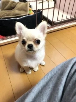 J.Y 様のお迎えした子犬