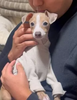 naomi* 様のお迎えした子犬