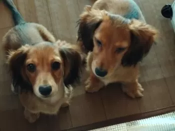 はなこちゃん 様のお迎えした子犬