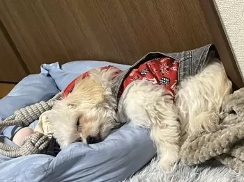 S.S 様のお迎えした子犬