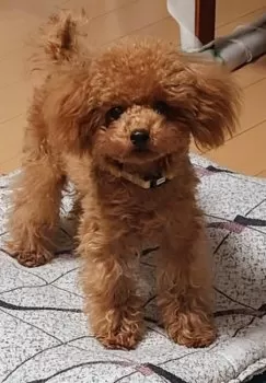 Ꮶ 様のお迎えした子犬