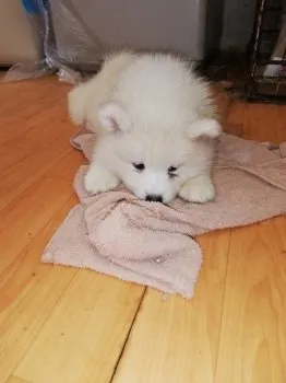 M.Ｉ 様のお迎えした子犬