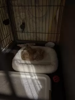 すずたん 様のお迎えした子犬