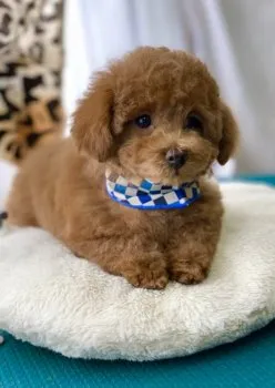 えりん 様のお迎えした子犬