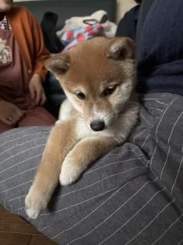 M.E 様のお迎えした子犬