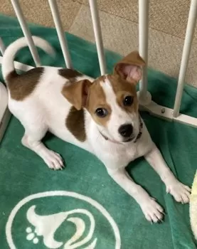 あっち 様のお迎えした子犬