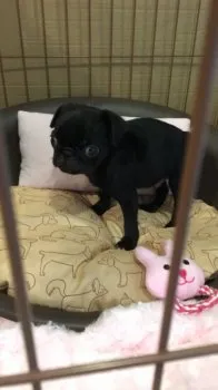 ありんこママ 様のお迎えした子犬