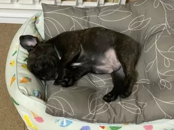 S.T 様のお迎えした子犬