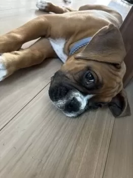M.O 様のお迎えした子犬