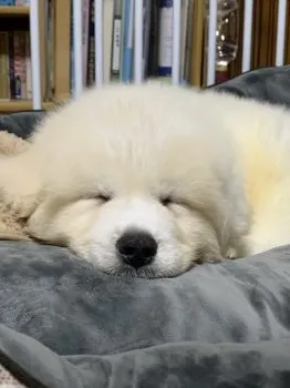 野菜 様のお迎えした子犬