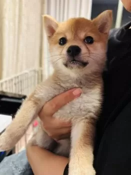 ゆき 様のお迎えした子犬