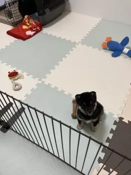 M.O 様のお迎えした子犬