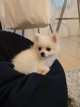 koto 様のお迎えした子犬