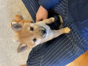 OSHIDO 様のお迎えした子犬