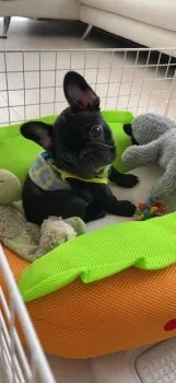 bull's 様のお迎えした子犬