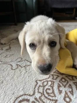 H.Y 様のお迎えした子犬