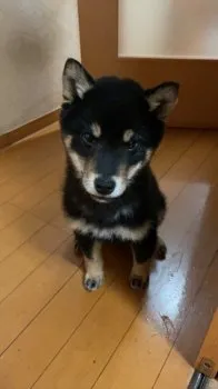 かねかね 様のお迎えした子犬