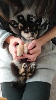 かつお 様のお迎えした子犬