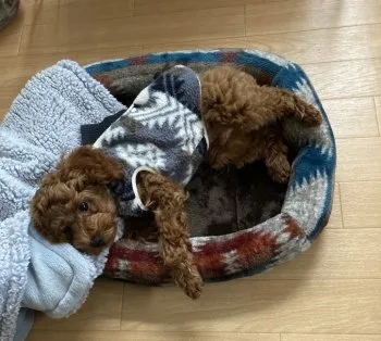 H.O 様のお迎えした子犬