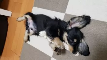 K.O 様のお迎えした子犬