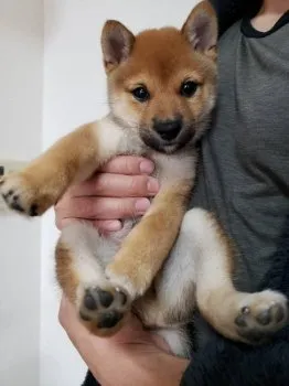 ＹＴ 様のお迎えした子犬