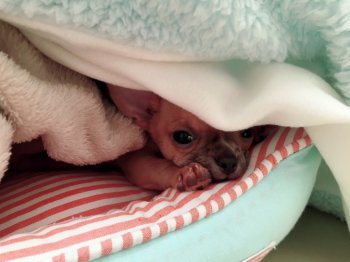 チワワ スムース の子犬をお迎えいただいたお客様の声 口コミ 評判 栃木県 みんなのブリーダー チワワ スムース の子犬をお迎えいただいたお客様の声 口コミ 評判 栃木県 みんなのブリーダー