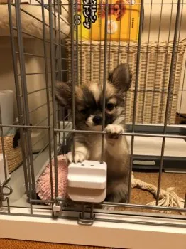 あれれん 様のお迎えした子犬