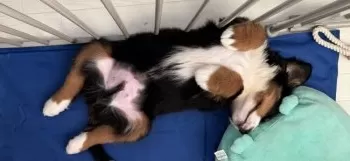 Y.S 様のお迎えした子犬